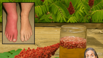 Unveiling the Secrets of Spiny Amaranth: A Wild Wonder with Hidden Powers