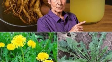 Unlock the Secret Power of Moringa Leaves: 14 Life-Changing Benefits Your Doctor Won’t Tell You About! 🌿