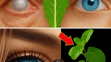 The Hidden Power of Euphorbia Hirta: Unveiling Nature’s Secret Healing Ally