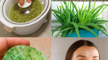 The Hidden Power of Euphorbia Hirta: Unveiling Nature’s Secret Healing Ally