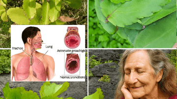 Unlock the Secret to Reversing Diabetes, Fatty Liver, and Joint Pain with This Ancient Herbal Elixir